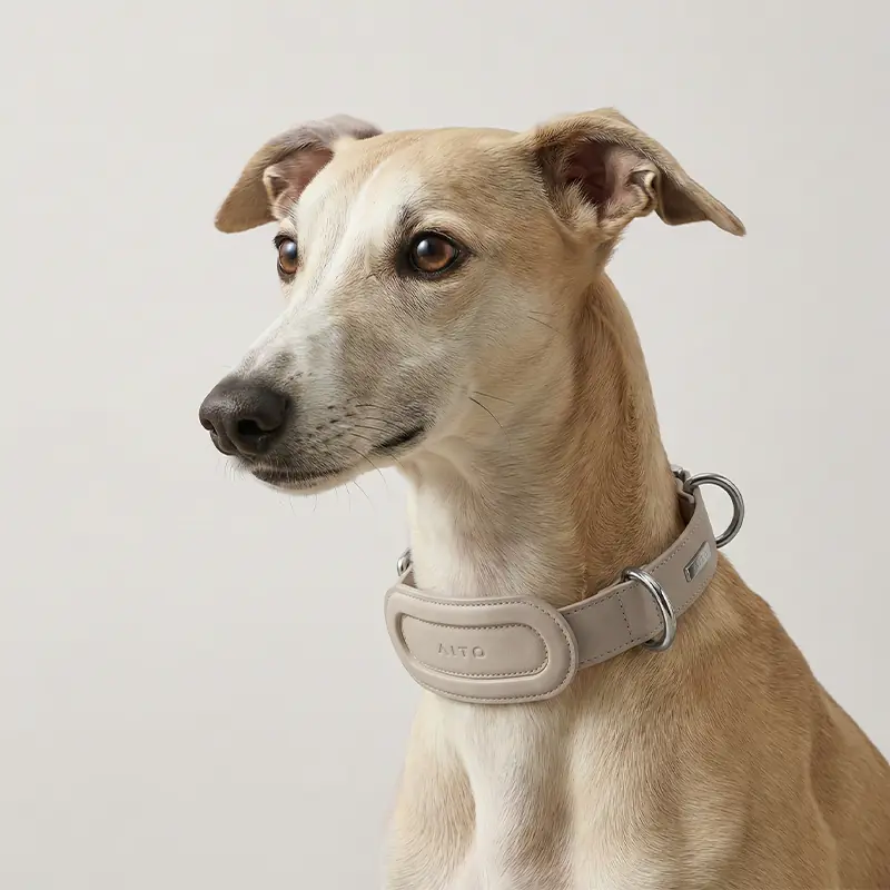Pet Collar & Leash Set gallery image 3